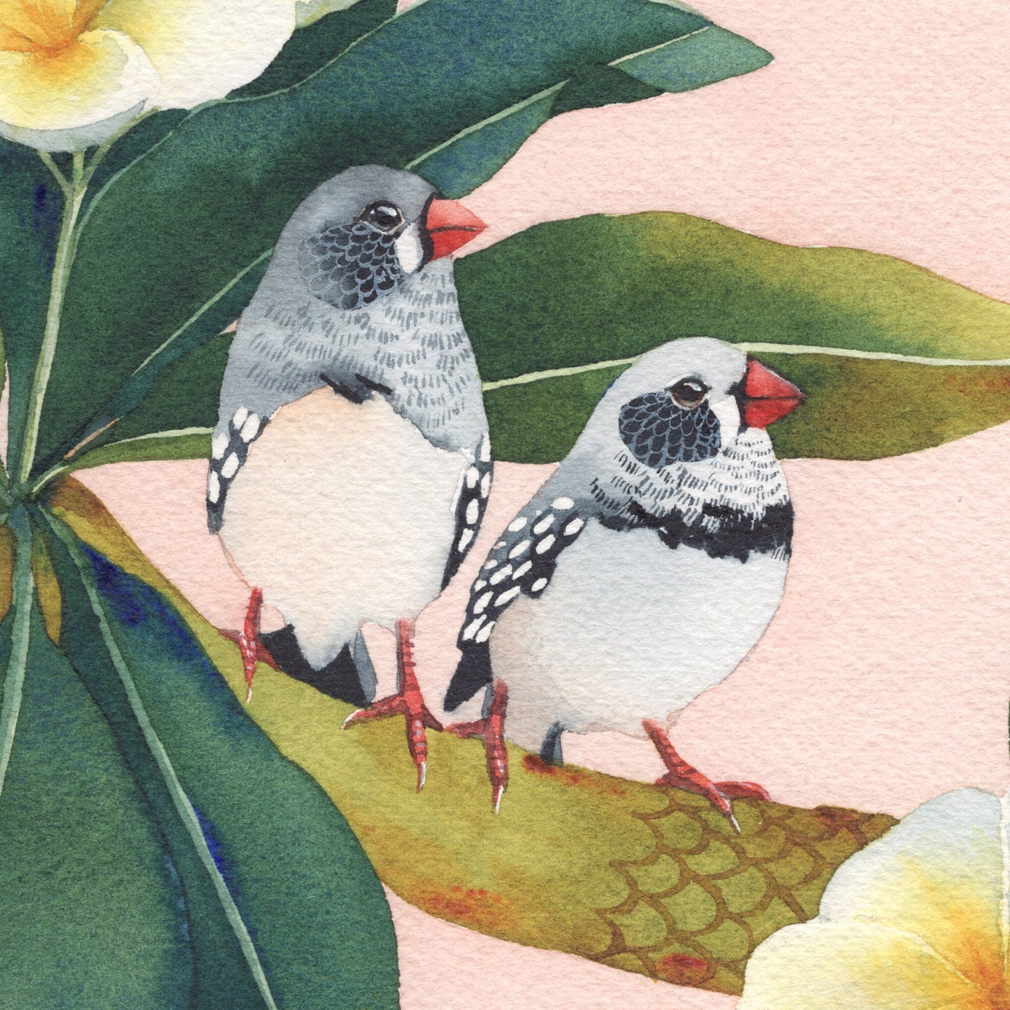 Finches and Frangipanis, 30x30cm