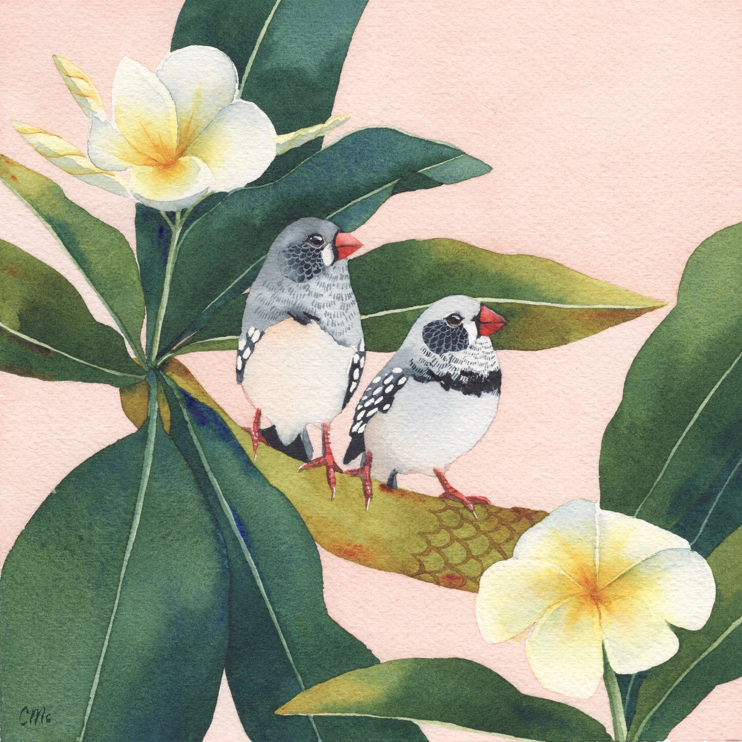 Finches and Frangipanis, 30x30cm