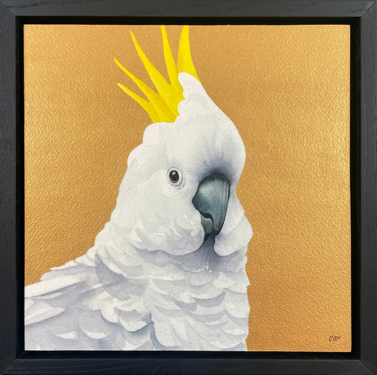 Golden Sulphur Crested Cockatoo, 23x23cm, Framed