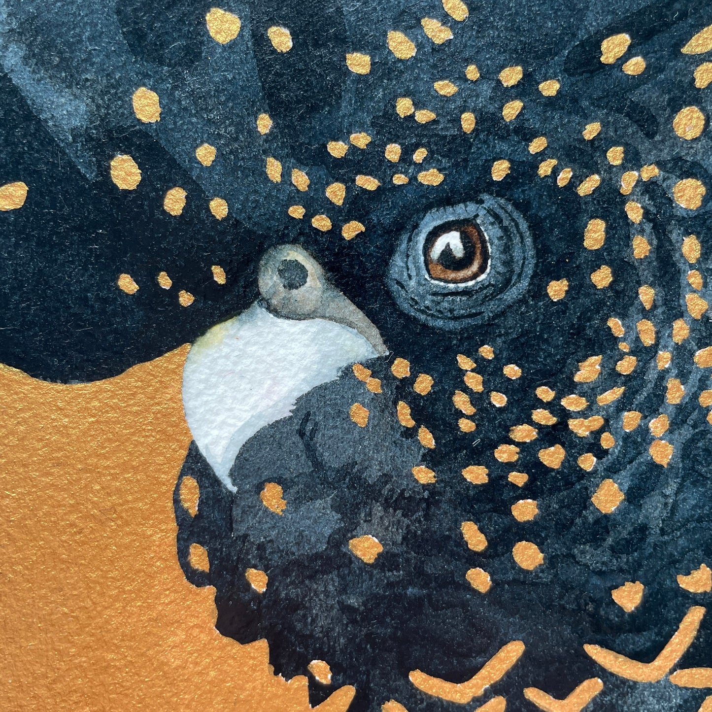 Gold with Black Cockatoo, 20x20cm