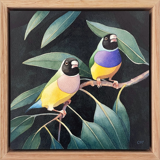 Gouldian Finches #1, 23x23cm, Framed