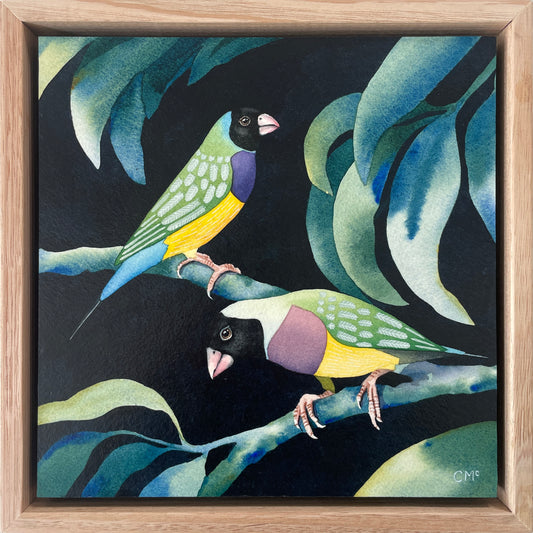 Gouldian Finches #2, 23x23cm, Framed